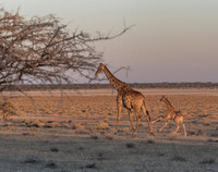 Namibia_061316_3506