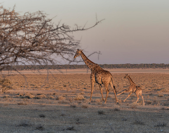 Namibia_061316_3506