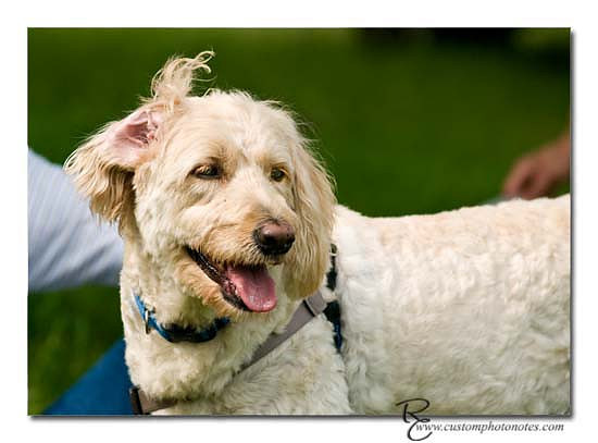 Dogs 6122010_3466 copy