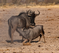 Namibia_061616_4170