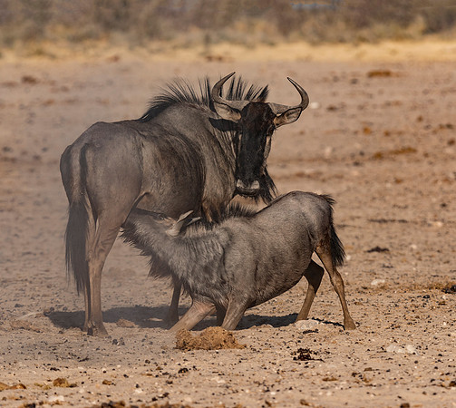 Namibia_061616_4170