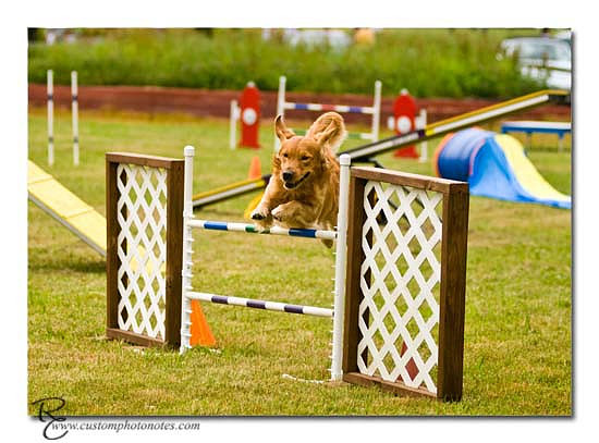 Dogs 6122010_3495 copy
