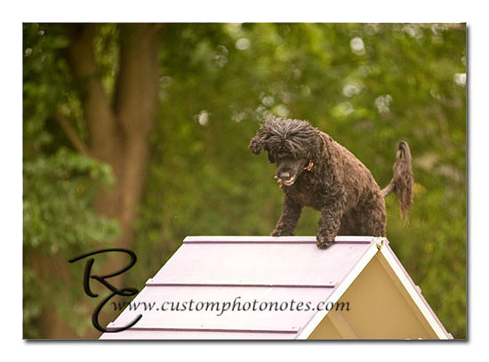 _RMC1739 copy