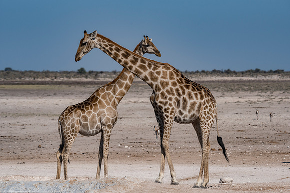 Namibia_060516_0903