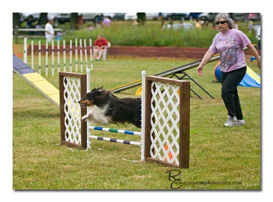 Dogs 6122010_3546 copy