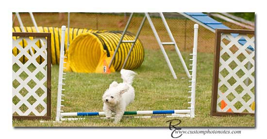 Dogs 6122010_3549 copy