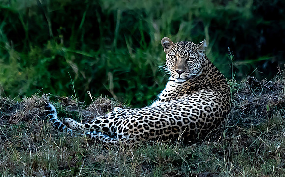Kenya_Jul272019_5099_output
