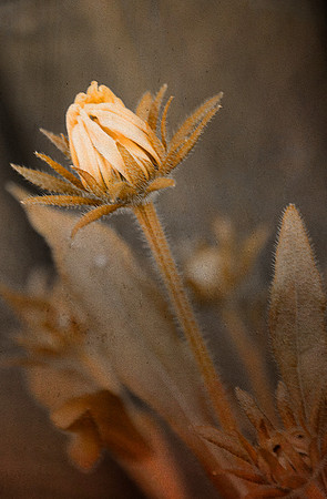 BerkshiresBotanical_Jul092014_0224