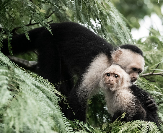 CostaRica_102118_0753