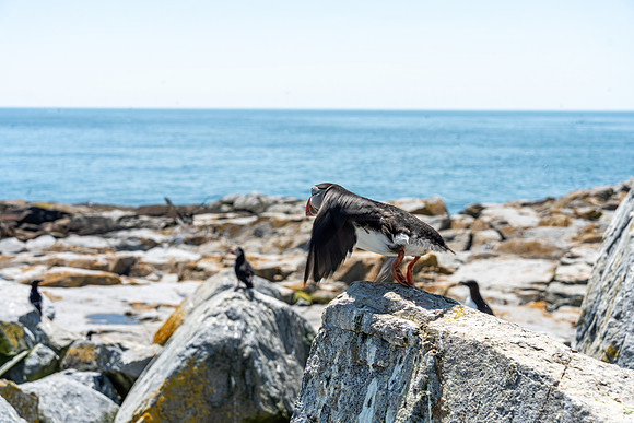 PUFFINS, MAINE 2025_0490