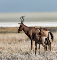 Namibia_061516_2979