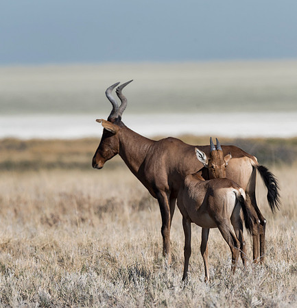 Namibia_061516_2979