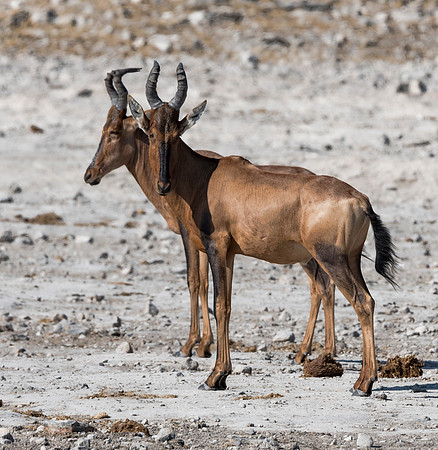 Namibia_060816_0106