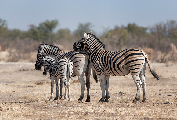Namibia_060716_0261