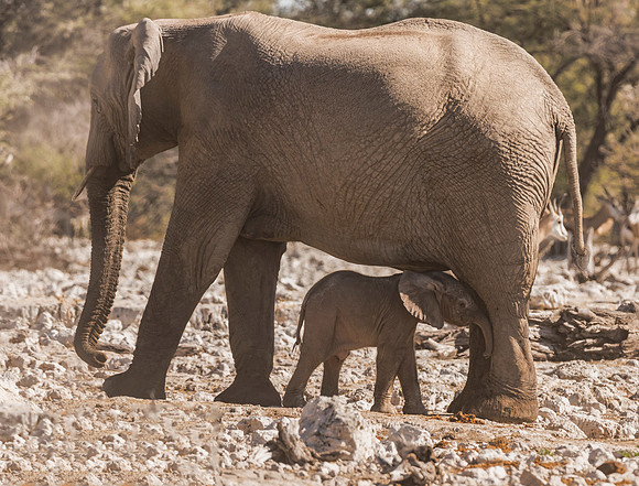 Namibia_061616_4269