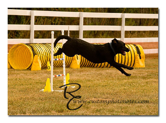 _RMC1462 copy