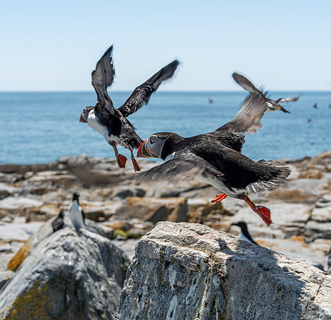 PUFFINS, MAINE 2025_0496