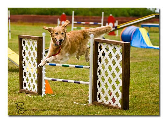 Dogs 6122010_3500 copy