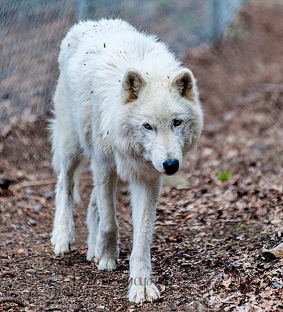 WOLVES_042615_0027