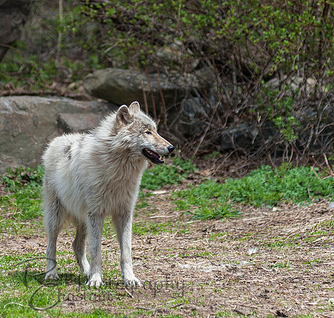 WOLVES_042615_0095