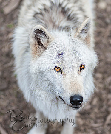 WOLVES_042615_0107