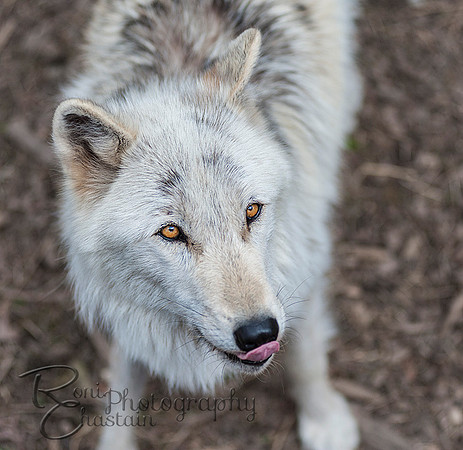 WOLVES_042615_0108
