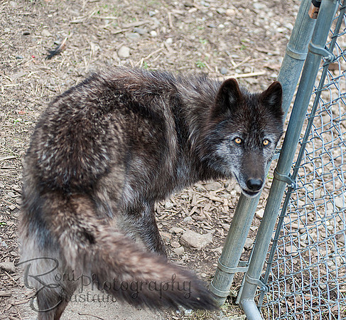 WOLVES_042615_0112