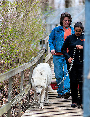 WOLVES_042615_0118