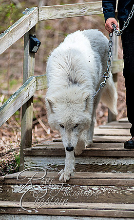 WOLVES_042615_0121