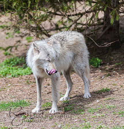 WOLVES_042615_0137