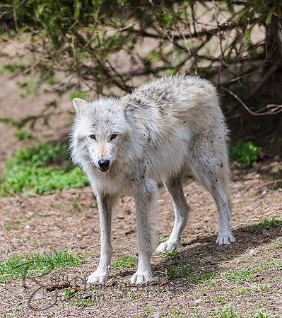 WOLVES_042615_0138