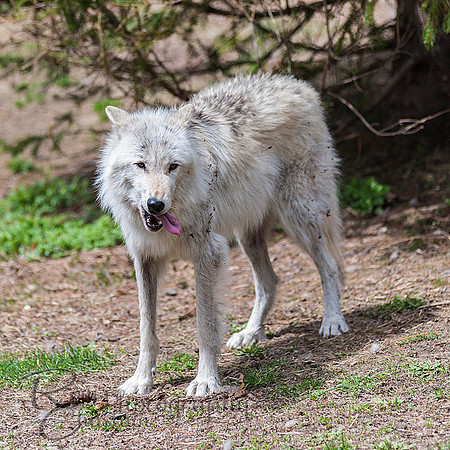 WOLVES_042615_0139