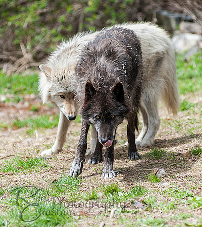 WOLVES_042615_0147