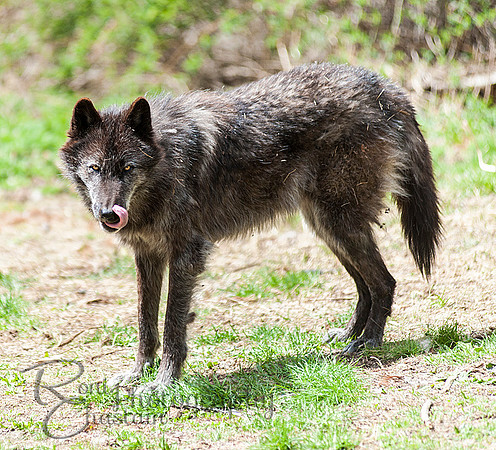 WOLVES_042615_0157