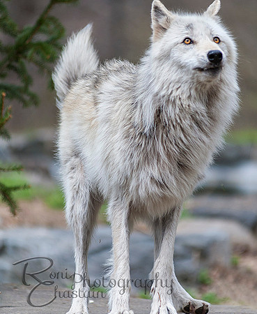 WOLVES_042615_0196-2