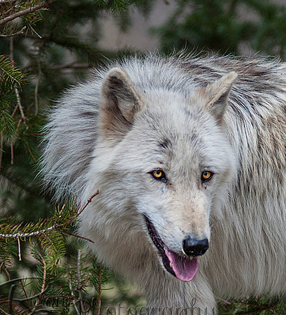 WOLVES_042615_0219a