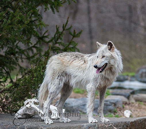 WOLVES_042615_0223