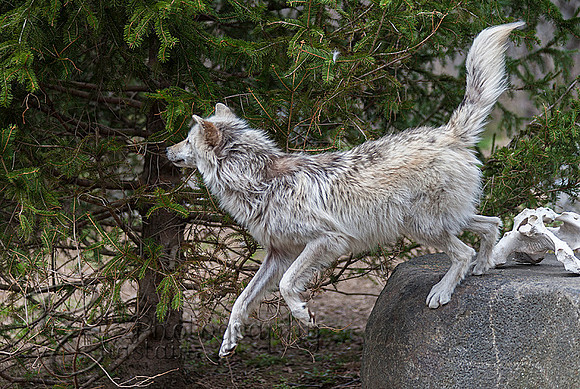WOLVES_042615_0224