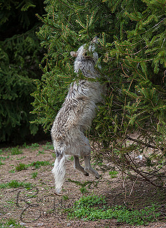 WOLVES_042615_0225
