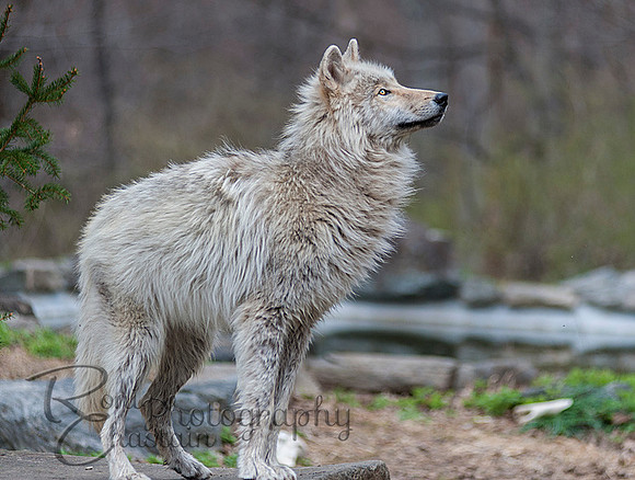 WOLVES_042615_0258