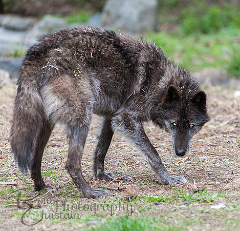 WOLVES_042615_0264