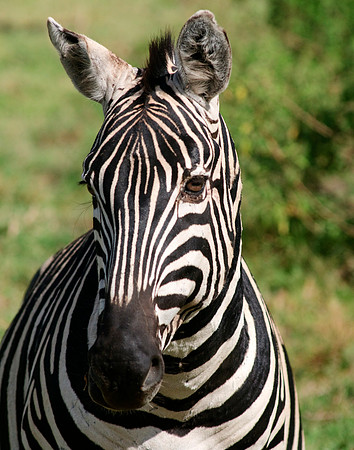 africa 09_7300
