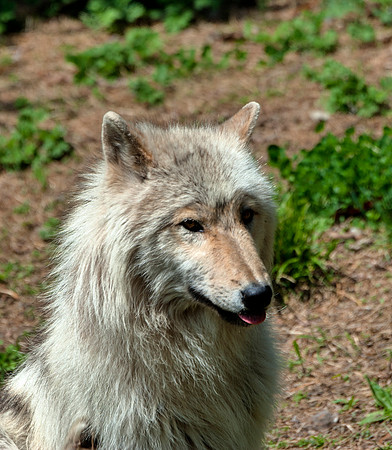 WOLVES_050315_0015