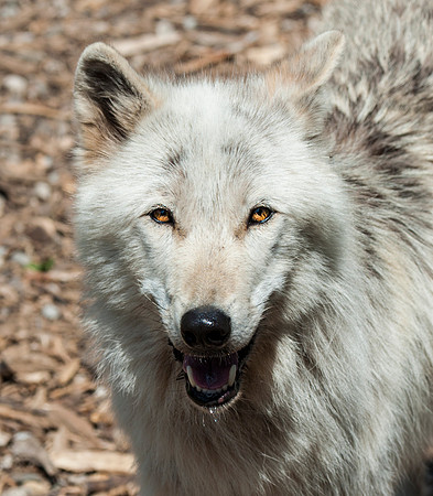 WOLVES_050315_0021