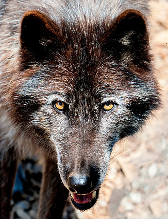 WOLVES_050315_0032