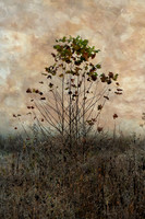 SmokyMountains_0109 texture