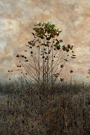 SmokyMountains_0109 texture