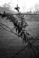 SmokyMountains_0134