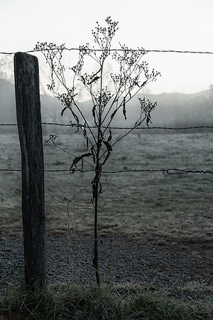 SmokyMountains_0110