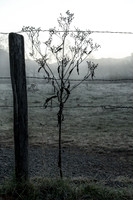 SmokyMountains_0110